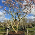 Magnolia 'Soulangeana' - Foto 7