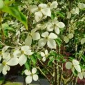 Cornus kousa 'Norman Hadden' - Afbeelding 6