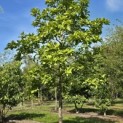 Magnolia soulangeana 'Manchu Fan' - Foto 1