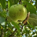 Malus domestica 'Lombarts' - 2