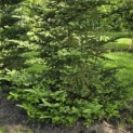 Abies Fraseri - 1
