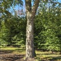 betula nigra - 2