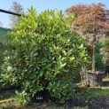 Rhododendron 'Cunningham's White' - september 2024 vak B