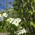 Cornus kousa 'Milky Way' - Foto 4