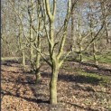 Carpinus betulus - 1