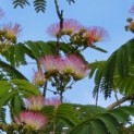 Albizia julibrissin - 1
