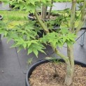 Acer palmatum 'Osakazuki' - Foto 5