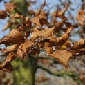 Fagus sylvatica - Foto 3