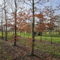 Fagus sylvatica - Foto 2
