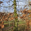 Fagus sylvatica - Foto 1