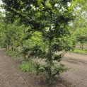 Carpinus betulus - 4