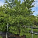 Pinus strobus - 3