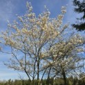 Amelanchier lamarckii - 3