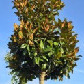 Magnolia grandiflora 'Galissonnière' - 1