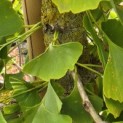 Ginkgo biloba fastigiata 'Blagon' - impressie blad