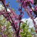 Cercis siliquastrum - 4