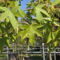 Liquidambar styraciflua 'Worplesdon' - 3
