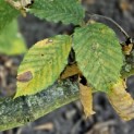 Carpinus betulus - impressie herfstkleur