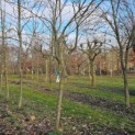 Prunus domestica 'Belle de Louvain' - 1