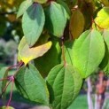 #628 Cercidiphyllum japonicum Katsurabaum oder Kuchenbaum