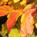 Parrotia persica - Foto 3