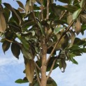 Magnolia grandiflora 'Galissoniere' - Foto 1