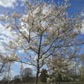 Amelanchier lamarckii - 5