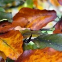 Fagus sylvatica 'Atropunicea'