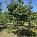 Parrotia persica - 1