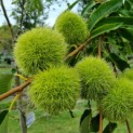 Castanea sativa 'Lyon' - Tamme kastanje vrucht
