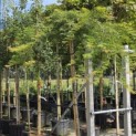 Acer palmatum 'Dissectum' - Foto 3