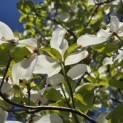 Cornus florida - 5
