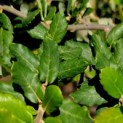 quercus suber - 1