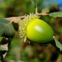 quercus suber - 2
