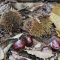 Castanea sativa