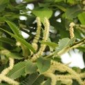 Castanea sativa