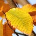 Castanea sativa