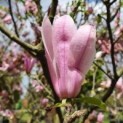 Magnolia 'Susan'