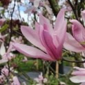 Magnolia 'Susan'
