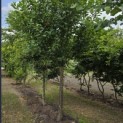 Prunus avium - Foto 2
