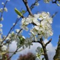 Prunus domestica Reine Claude 'Verte' - 1