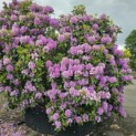 Rhododendron 'Catawbiense Grandiflorum - mei 2025