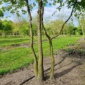 Carpinus betulus - Afbeelding 3