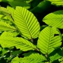 Carpinus betulus - impressie jong blad
