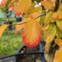 Parrotia persica - 3