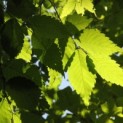 Zelkova serrata -  zomerblad soort
