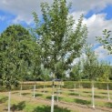 Malus domestica 'Zoete Aagt' - Foto 6