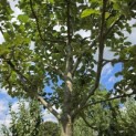 Malus domestica 'Zoete Aagt' - Foto 7