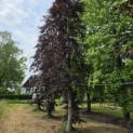 Fagus sylvatica 'Atropunicea' - juni 2026