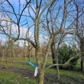 Prunus domestica 'Belle de Louvain' - februari 2026.  mooie kroon
